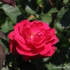 Rosemary Rose